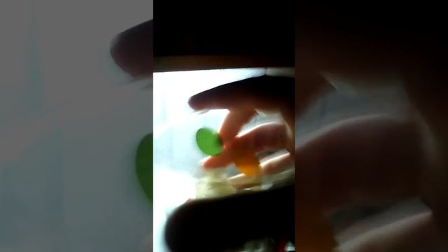 Как прорастить травку для ваших домашних любимцев- птичек или хомячков)) смотреть онлайн