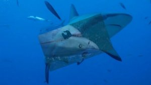 Звук акулы