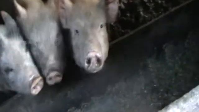 Свист свиней - смешное видео в котором свиньи свистят смотреть онлайн