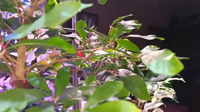 Synsepalum dulcificum🌳🌳🌳 Путе́рия сладкова́тая — чудо ягода. смотреть онлайн