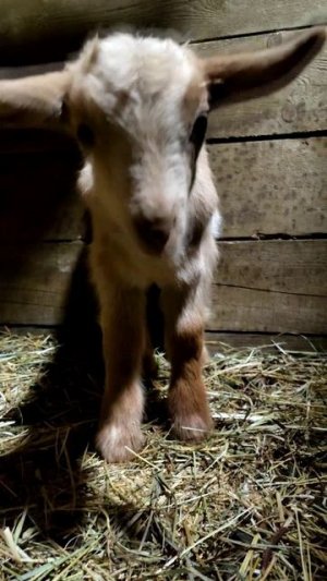 ВЕСНА И ИНТЕРЕСНЫЕ ФАКТЫ О КОЗАХ🌻🐐