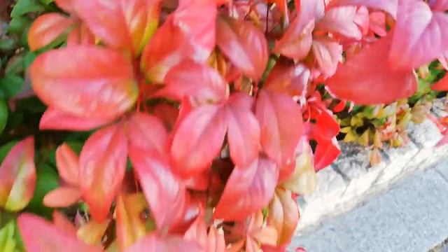 オタフクナンテンの葉っぱが真っ赤に Nandina domestica(Otafukunanten) смотреть онлайн