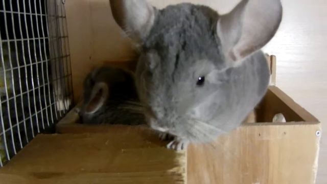 ШИНШИЛЛЫ МОЮТСЯ