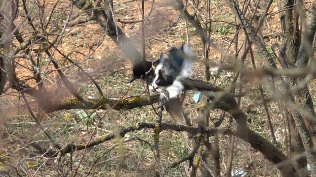 Птица в кружевах. A bird in lace! смотреть онлайн