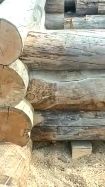 Работы на площадке с сухостойной сосной Кело в городе Твери. http://kelo-Siberia.ru смотреть онлайн