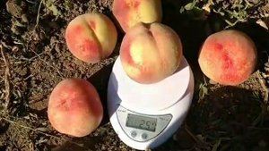 Персик Цесаріні. Peach Cesarini. Смачний білом'ясий сорт на кінець вересня