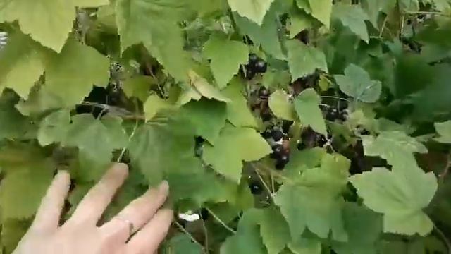 Поспела 👍Вишня,🍒Смородина