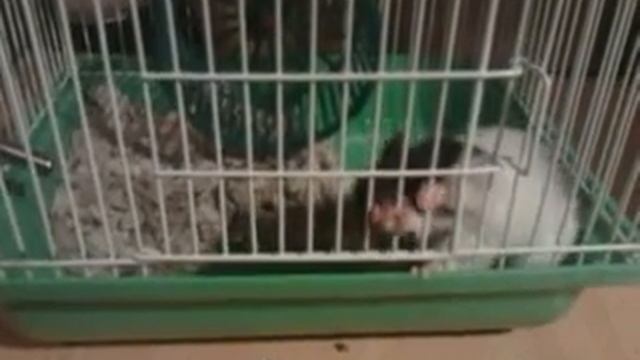 побег хомяка смотреть онлайн