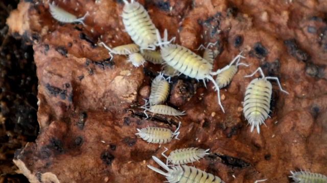 Porcellio bolivari - An amazingly beautiful isopod смотреть онлайн