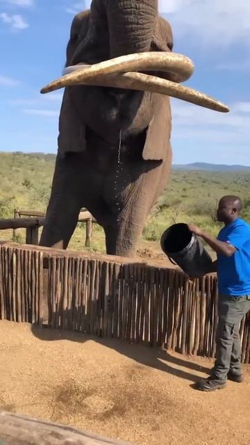 giant elephant 🐘 drinks water.... from bucket 🪣 #mammoth #elephant