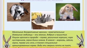 Про кроликов