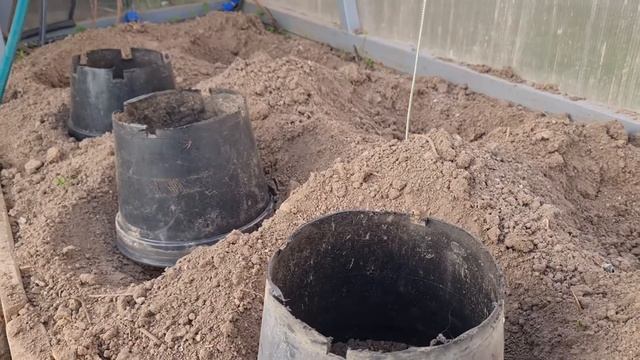 Посев перца для раннего урожая
