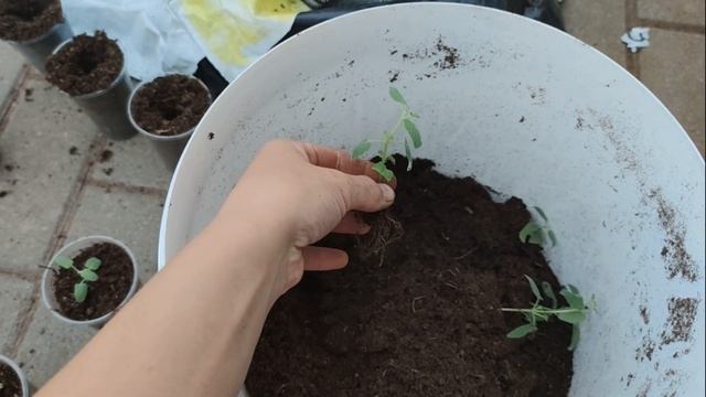 ОБО ВСЕМ. УРОЖАЙ ЧЕСНОКА, МАЛИНЫ, ТОМАТОВ. САМОДЕЛЬНЫЕ КВАСЦЫ.
