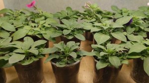 ПЕТУНИЯ. Формирую каждый день.