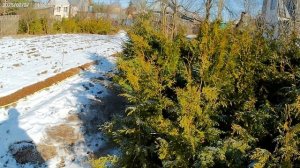 Защита туй от солнечных ожогов.