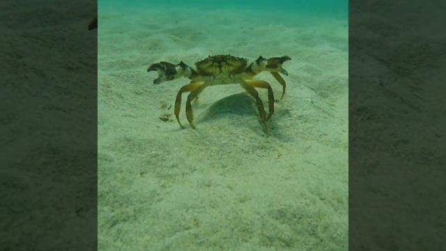 Краб Евгеша смотреть онлайн