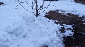 Как сберечь соцветия плодовых деревьев ,от ранних весенних заморозков.