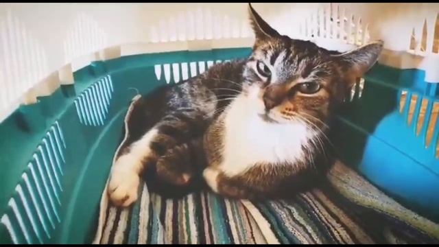 Жизнь уютнее немножко, если есть у дома кошка.