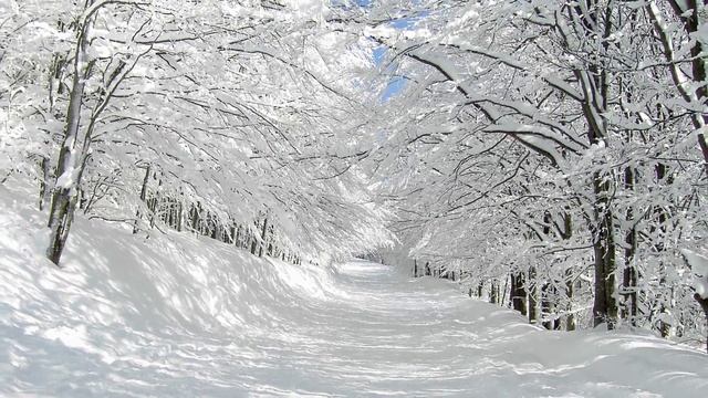 зимний лес смотреть онлайн