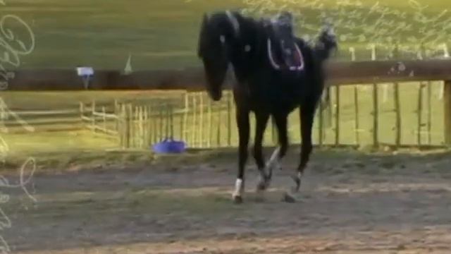 A girl, a horse, One person смотреть онлайн
