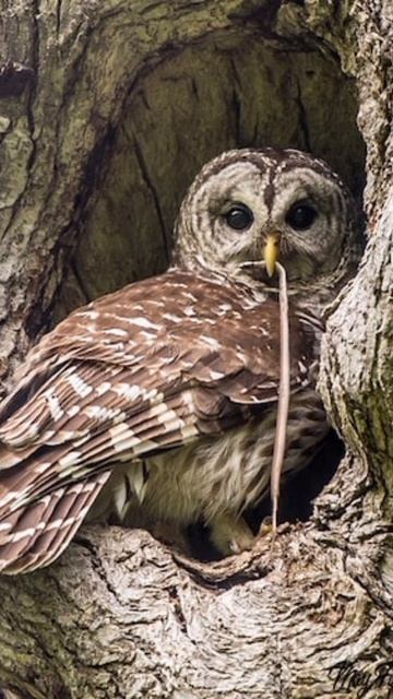 Интересные факты о животных/ интересные факты о змеях #интересныефакты смотреть онлайн