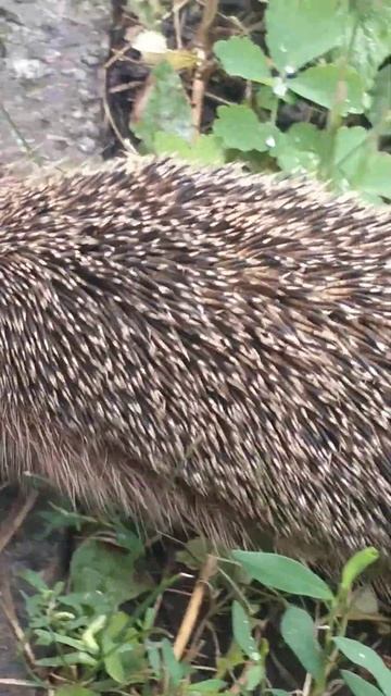 Ёжик вышел на прогулку. 26.06.2023 смотреть онлайн