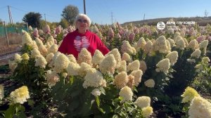 Гиацинтовые цветы влюбляют в этот сорт метельчатой гортензии раз и навсегда 😍