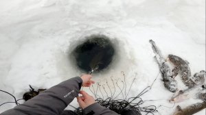 Налим на перемëт, рыбалка на налима. 49-я серия. 28.02.2024