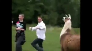 животные издеваются над
людьми