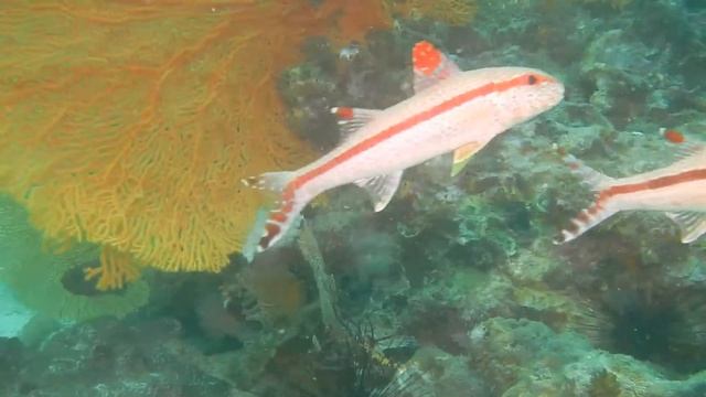 Phuket Diving 23 May 2017 Shark Point HD смотреть онлайн