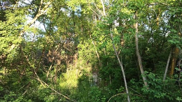 Природа Украинской Деревни! Лес с Ручьём! смотреть онлайн