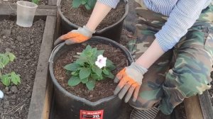 ВЫСАЖИВАЮ ПЕТУНИЮ В КАШПО. КАК БУДУ ВНОСИТЬ УДОБРЕНИЯ?