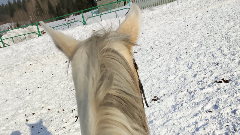 ❤лошади