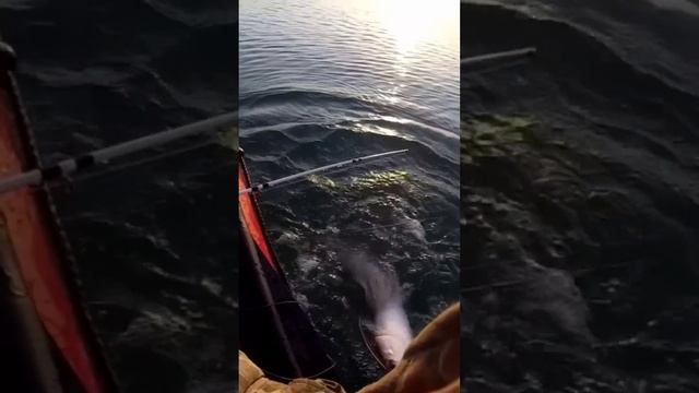 Рыбалка на сома с квоком