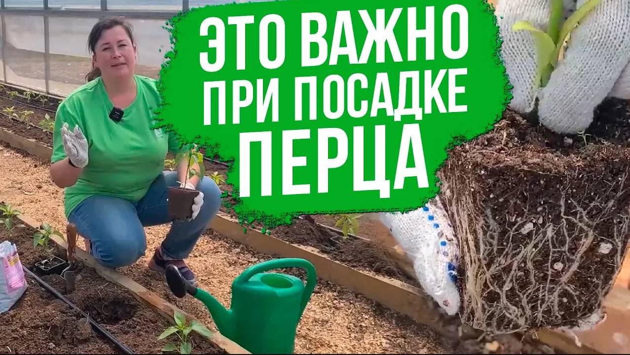 Посадка рассады перцев в грунт. Важная подкормка перцев после высадки.
