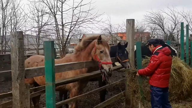 Загородный дом отдых на природе лошади смотреть онлайн
