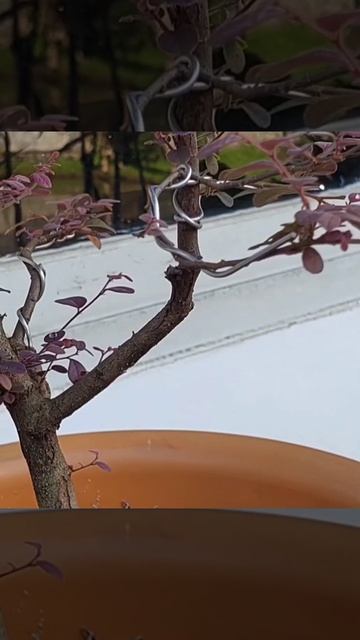 Bonsai serut merah (LOROPETALUM) #shorts смотреть онлайн