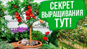 Фруктовый рай в вашем саду! Секреты косточковых культур.