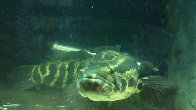 Channa Argus feeds on several loaches смотреть онлайн