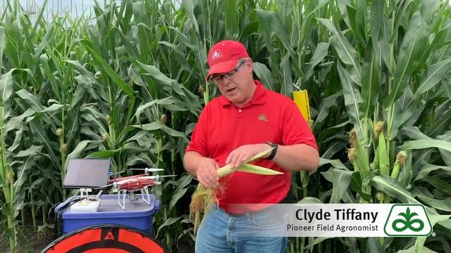 Checking Pollination of Pioneer® brand P0688AM™ смотреть онлайн