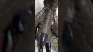 Тиранозавр против Спинозавра