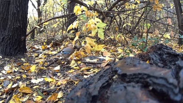 Сойка делает запасы) [Bird stocks)] смотреть онлайн