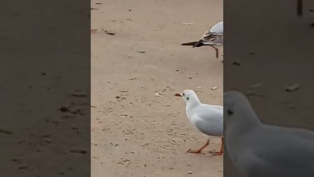 Азовское море.27.09.2020 смотреть онлайн