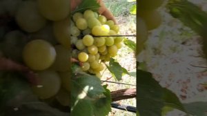 сорт винограда Аватар + Рататуй