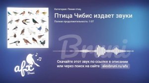 Звук: Птица Чибис издает звуки