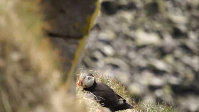 Тупики Исландии смотреть онлайн