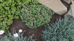 ОБРИЕТА ИЗ СЕМЯН ОТ А ДО Я.