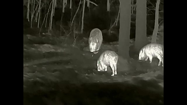 ОХОТА НА КАБАНА С ТЕПЛОВИЗОРОМ АЙРЕЙ skl 35 смотреть онлайн