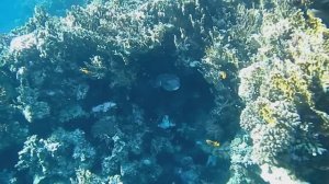Длинношипая рыба ёж. Красное море. Шарм-эш-Шейх. Шаркс-Бей. 2024