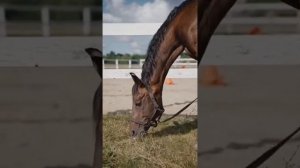 Звуки, ржание лошади. The sound of a horse neighing.